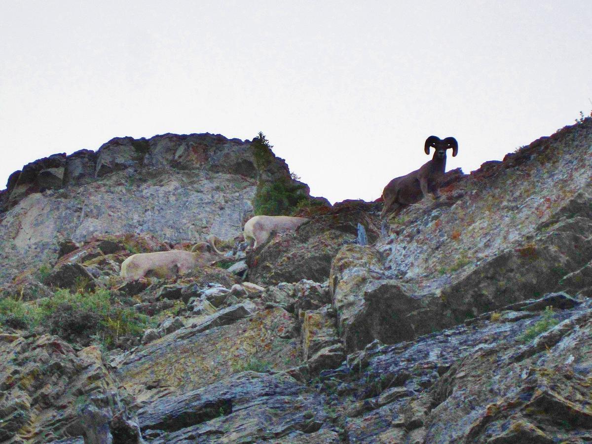 Dancing Bears Inn East Glacier Park Village Εξωτερικό φωτογραφία